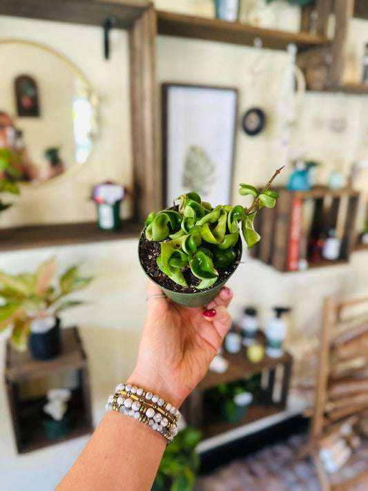 4" Hoya Ropes