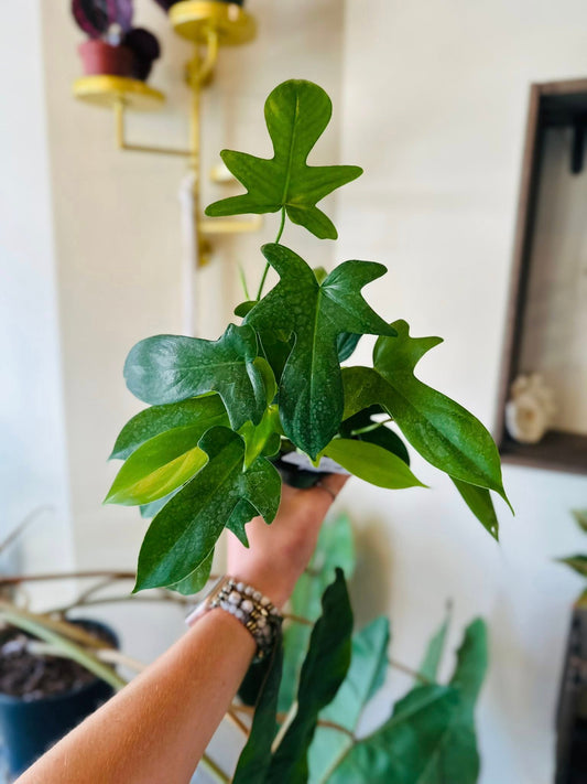 4" Philodendron Pedatum