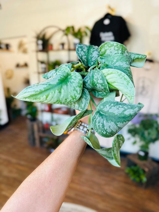 4" Scindapsus Silver Satin