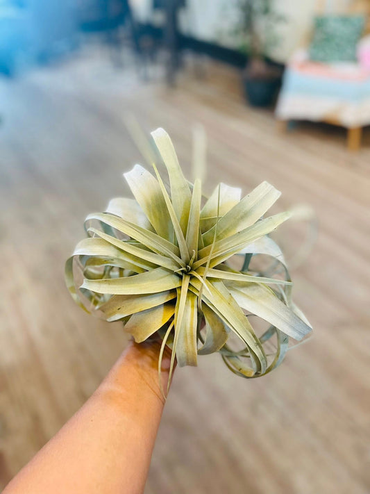 Xerographica