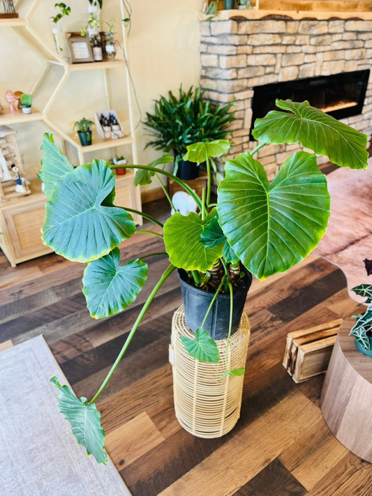 8" Alocasia Taro