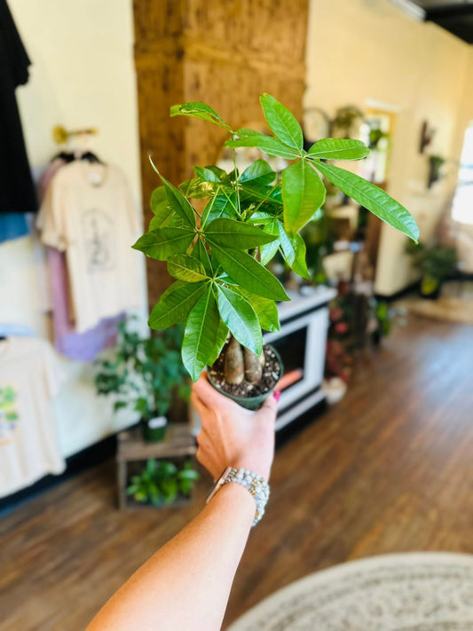 4" Money Tree