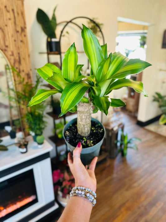 6" Dracaena Mass Cane
