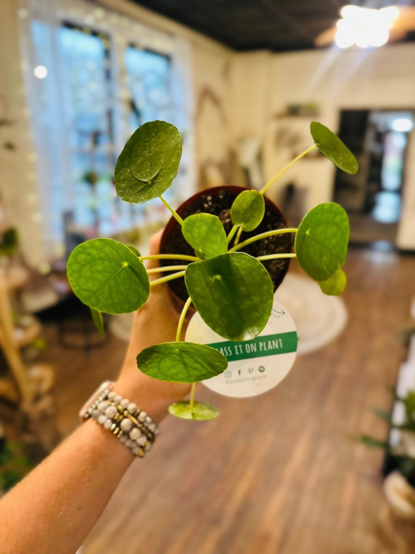 4" Pilea Peperomioides