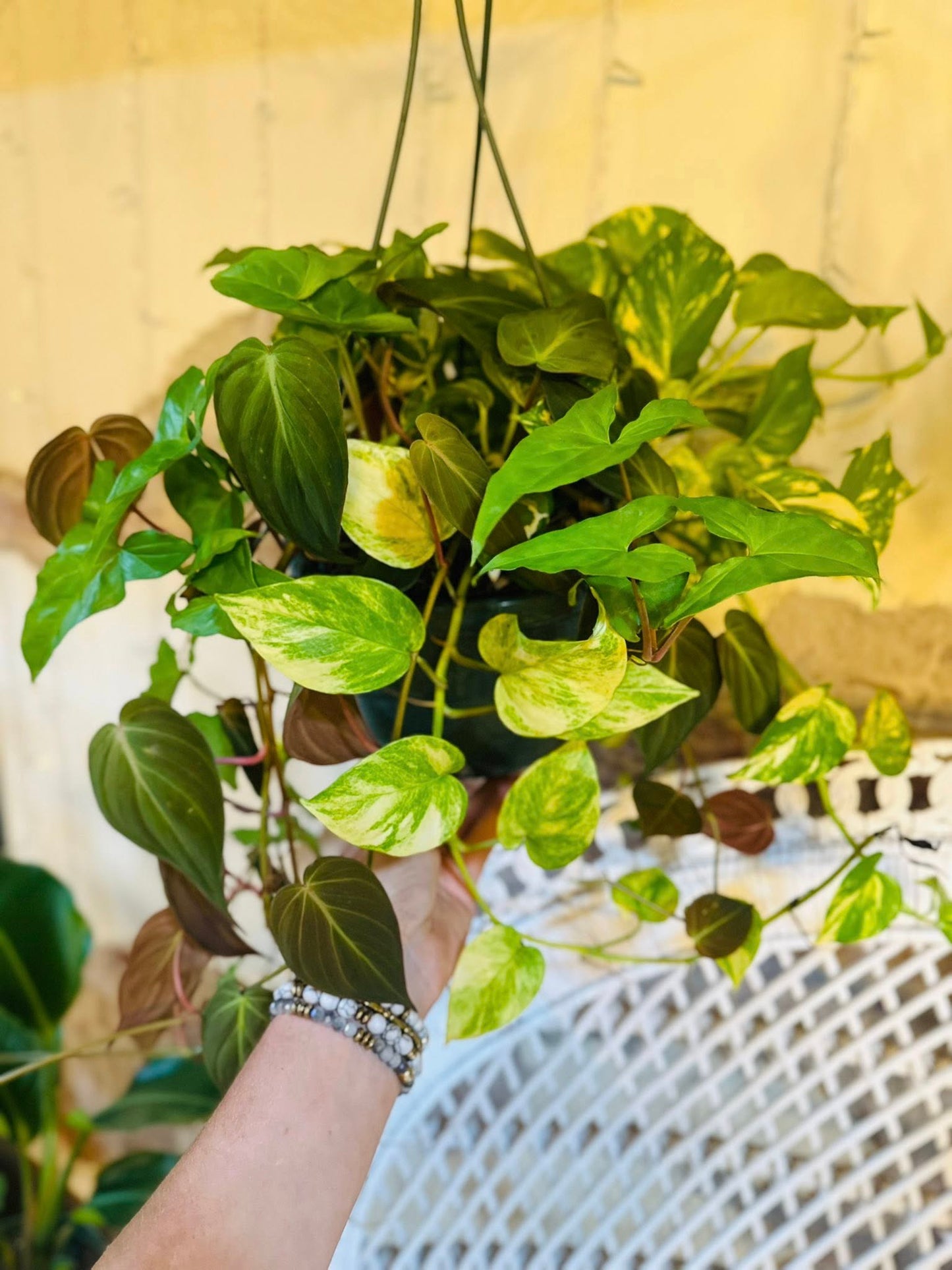 8" Frankenstein Basket