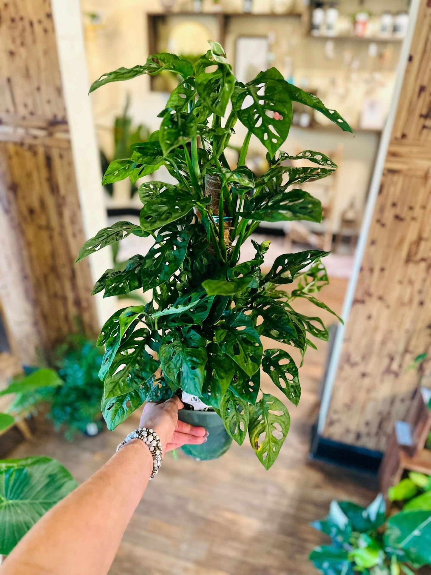 6" Monstera Adansonii Totem