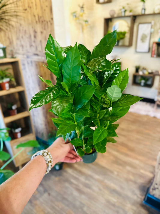 4" Coffee Arabica