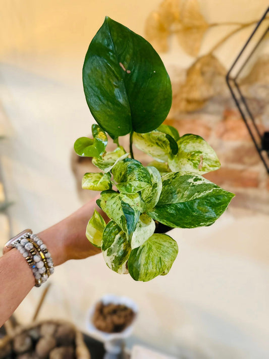 4" Manjula Pothos