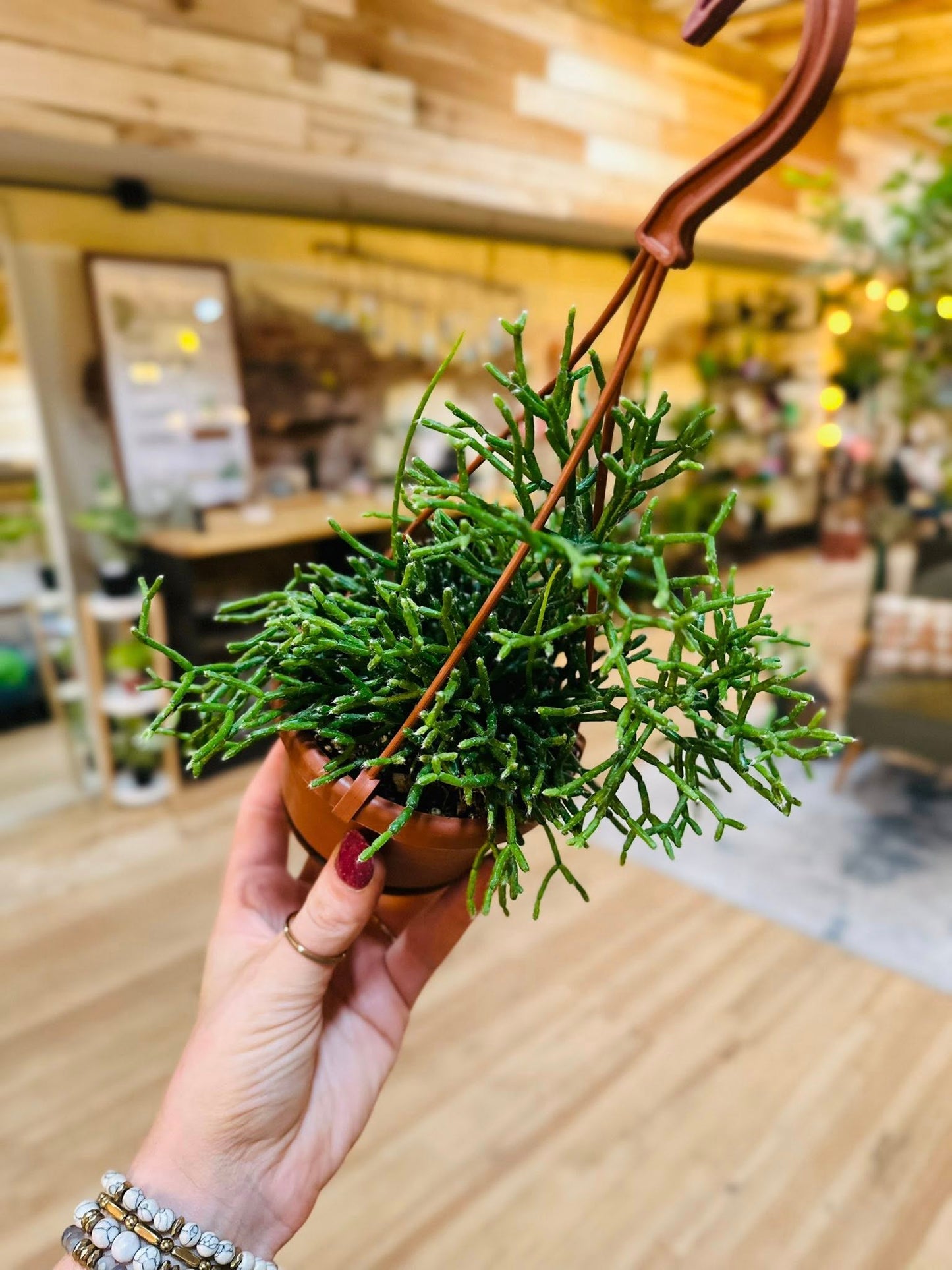 4" Rhipsalis Basket