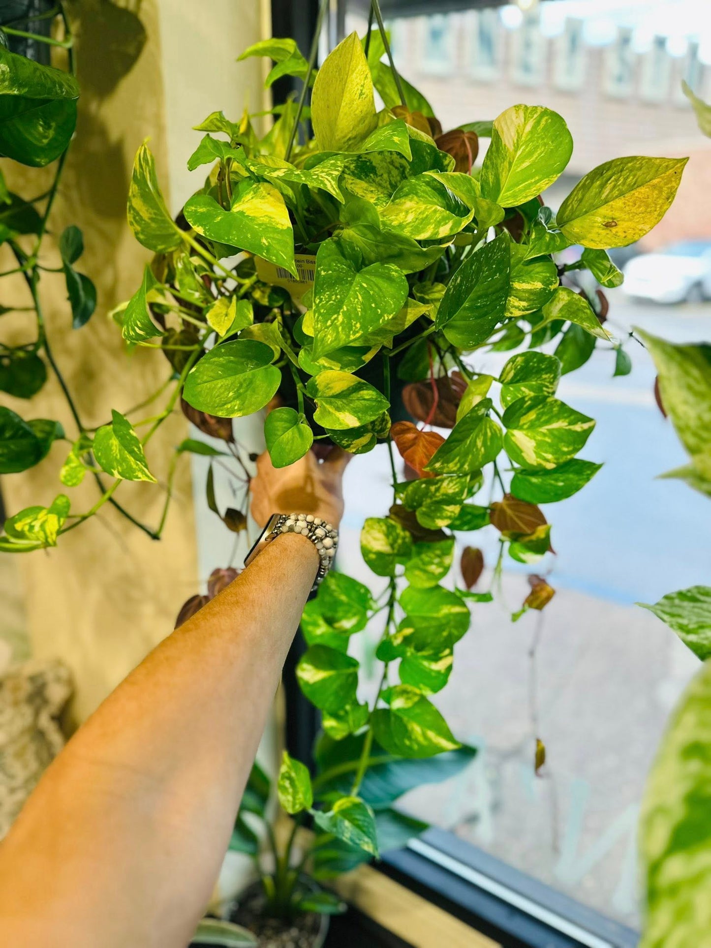 8" Frankenstein Basket