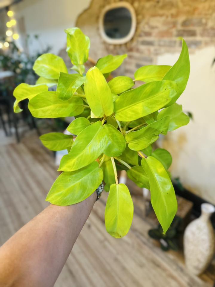 6" Philodendron Golden Goddess