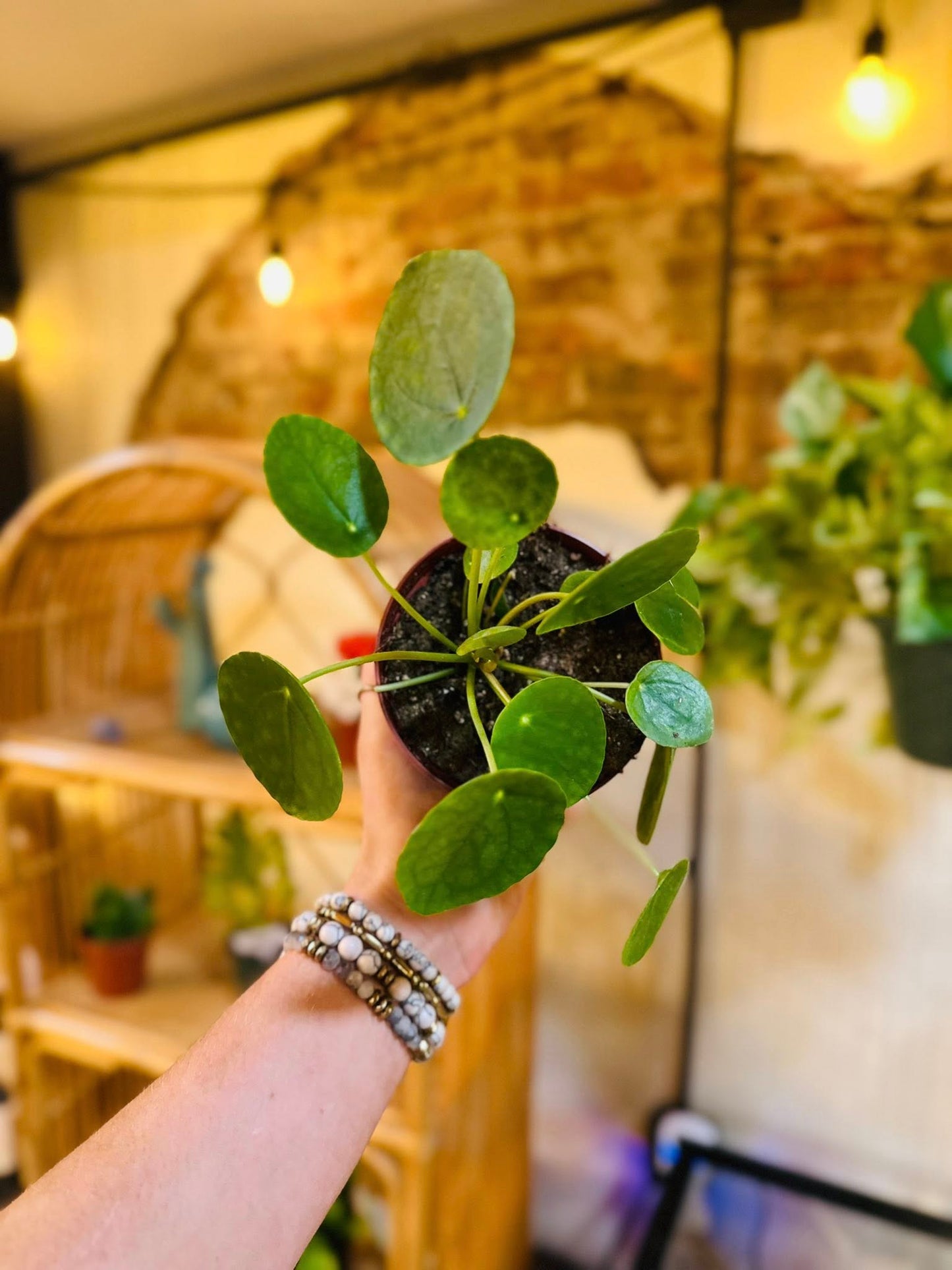 4" Pilea Peperomioides