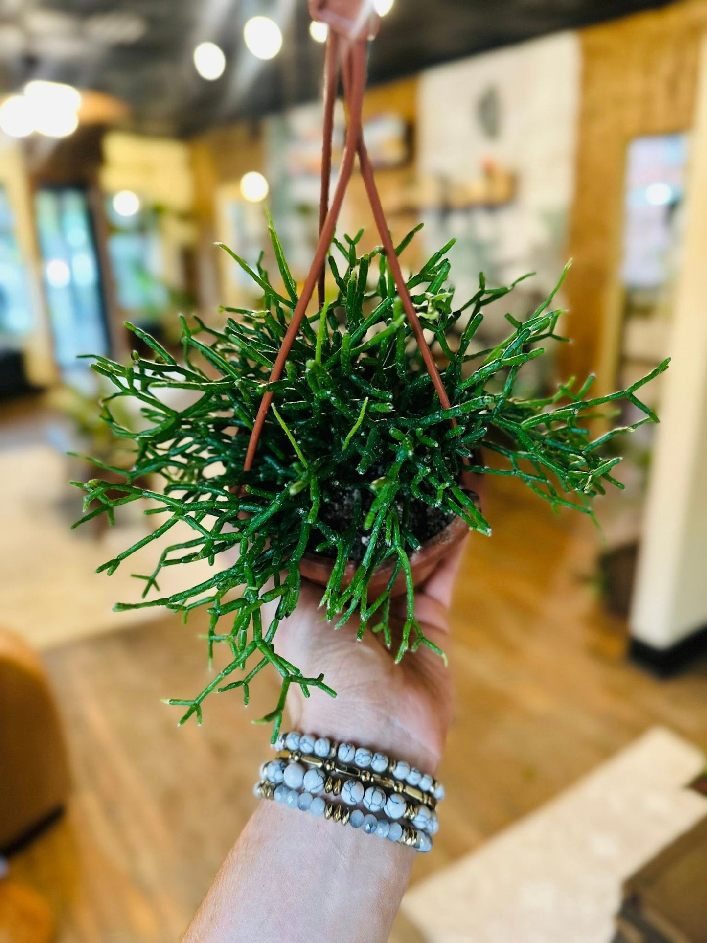 4" Rhipsalis Basket