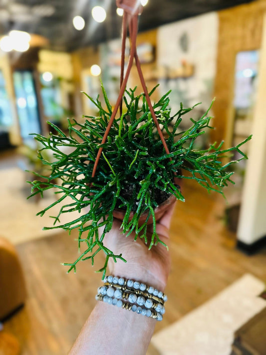 4" Rhipsalis Basket