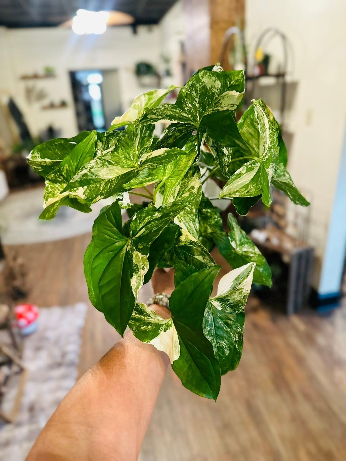 6" Syngonium Albo