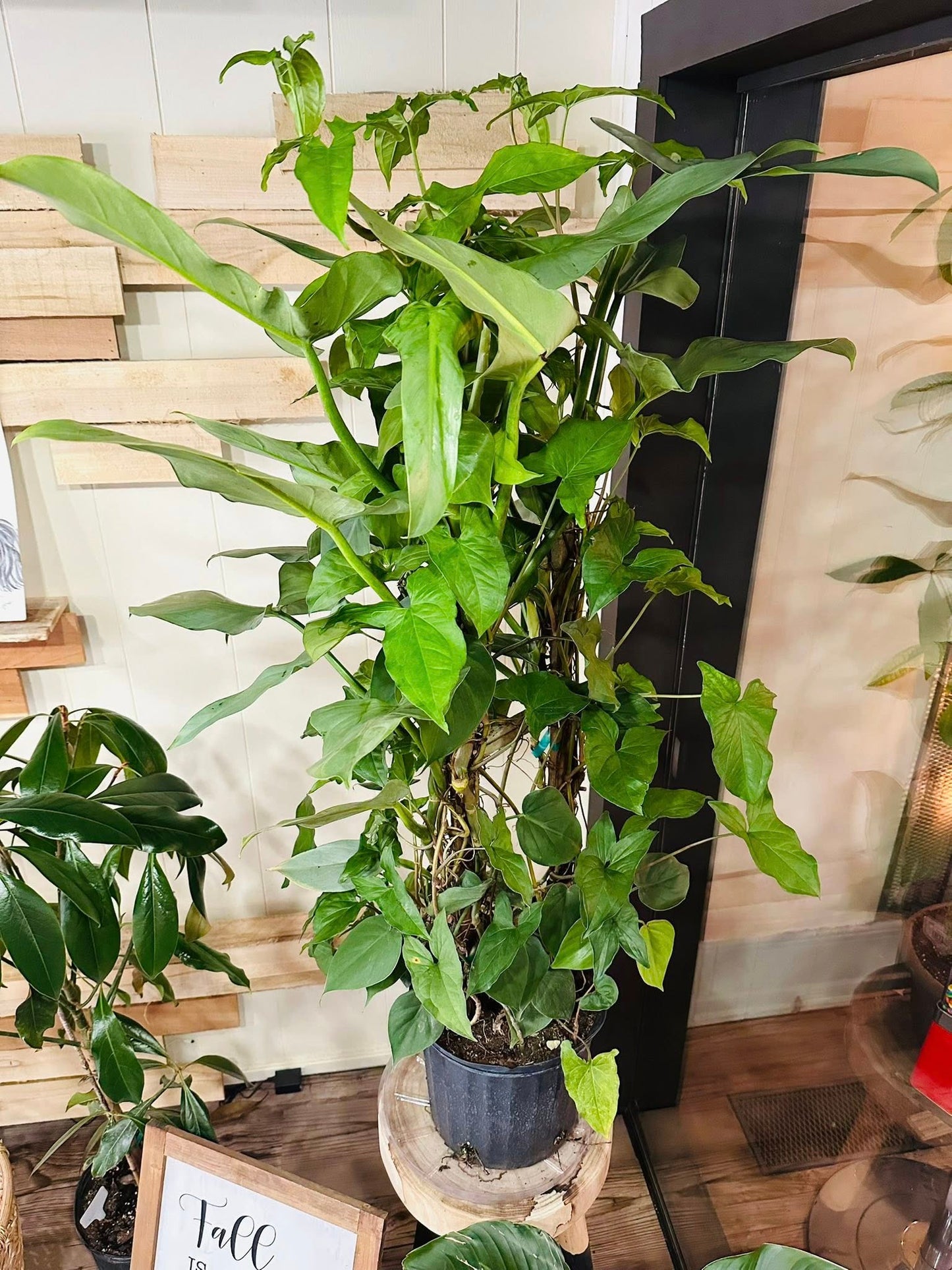 10" Frankenstein Totem