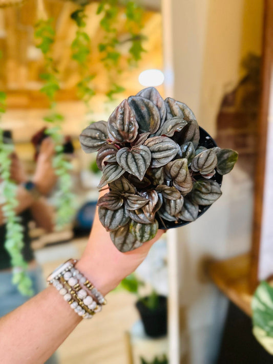 4" Peperomia Napoli Nights
