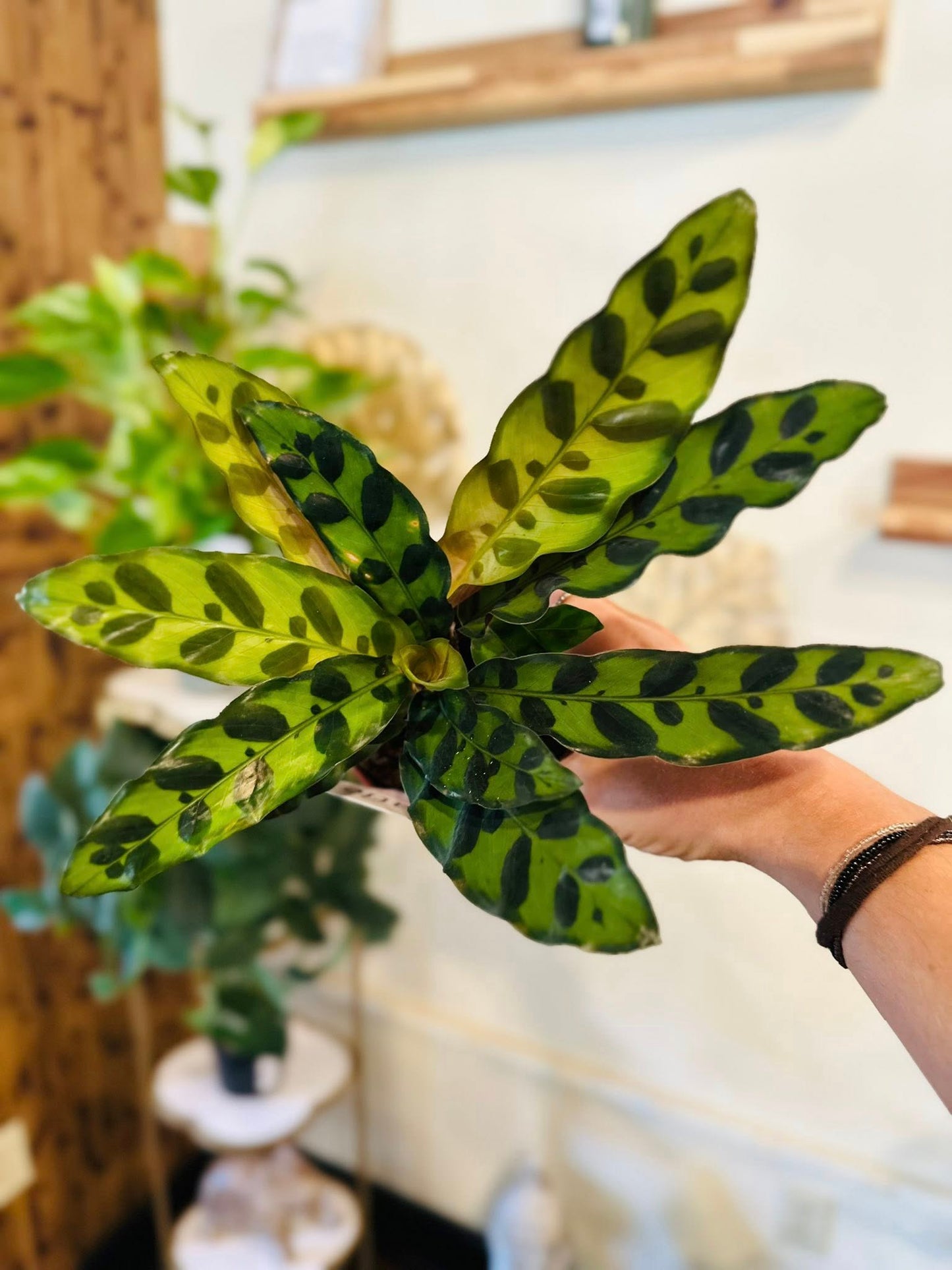 4" Calathea Rattlesnake