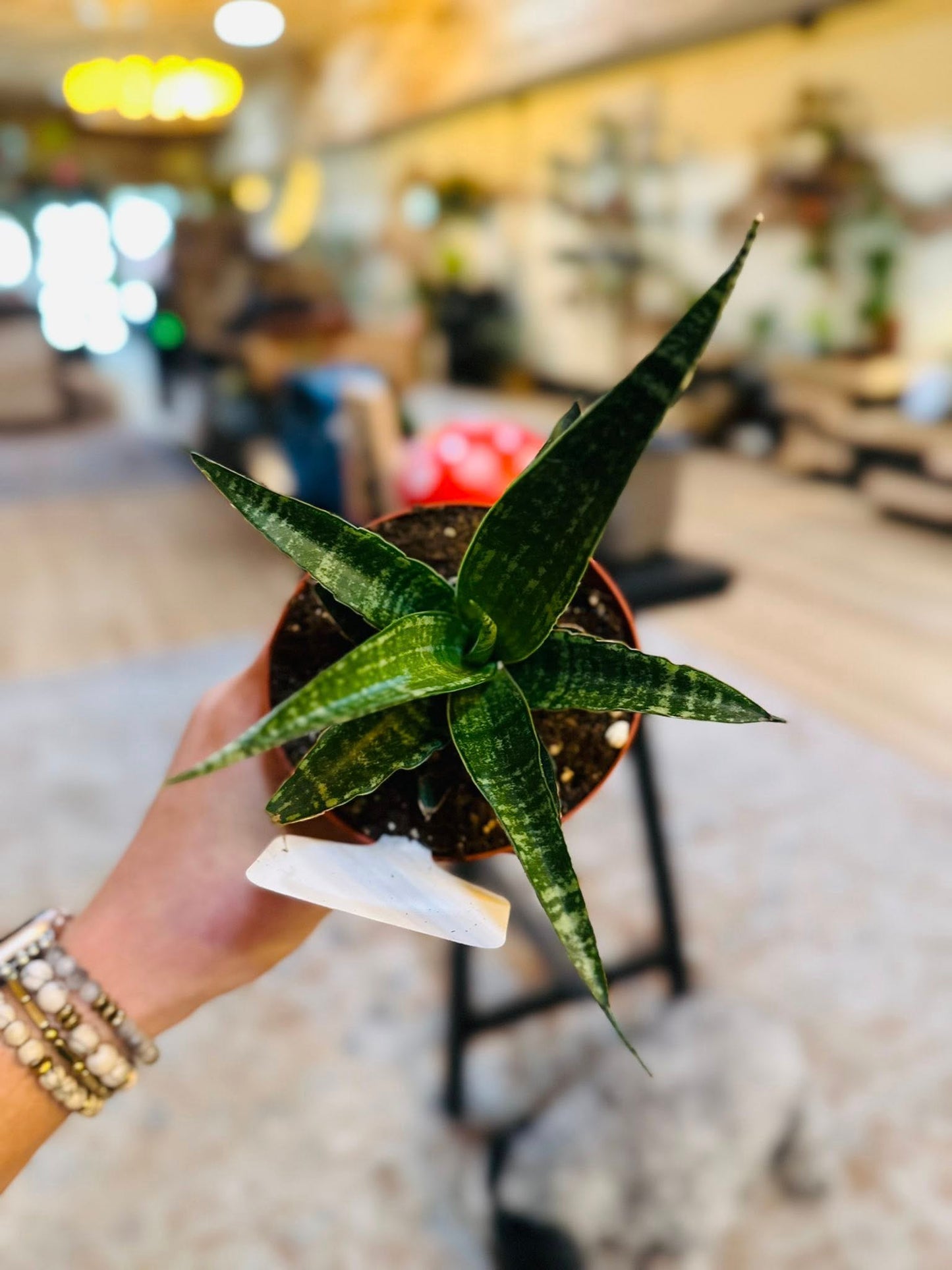 4" Tiger Snake Plant