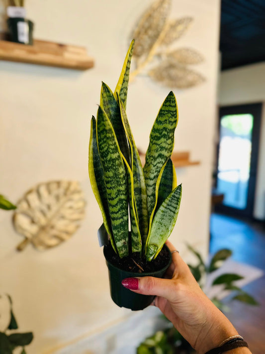 4" Laurentii Snake Plant