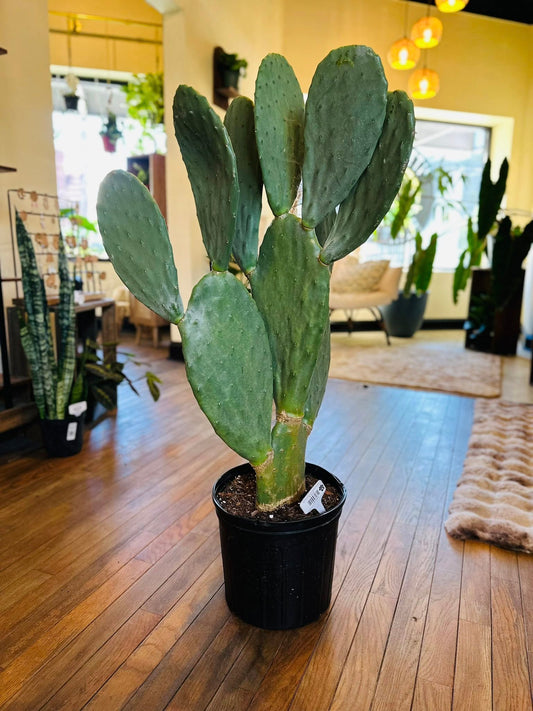 10" Opuntia Ficus Indica Cactus