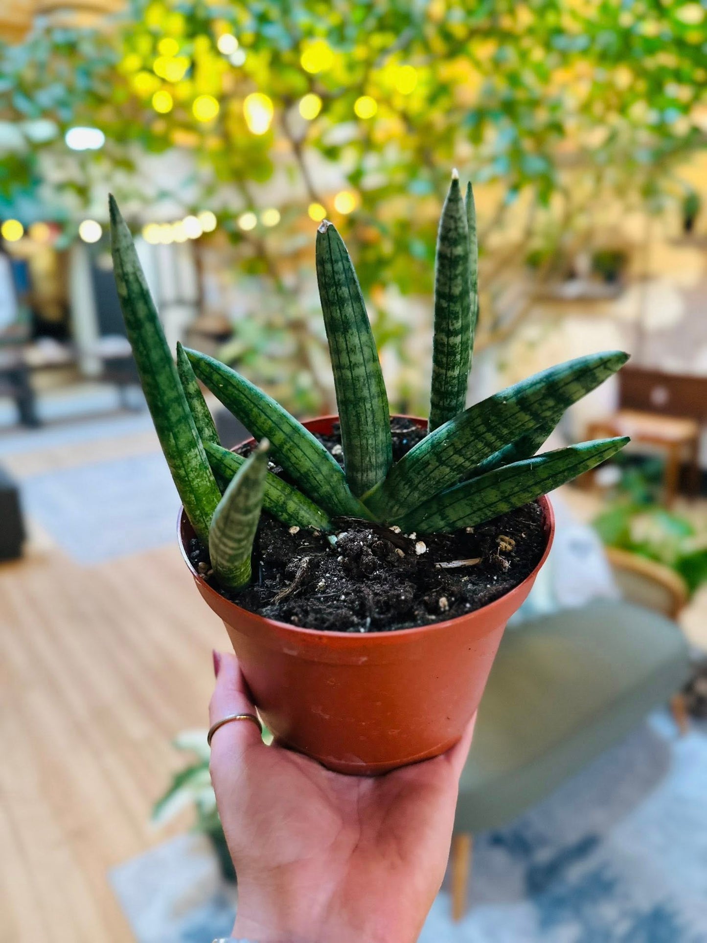 6" Starfish Snake Plant