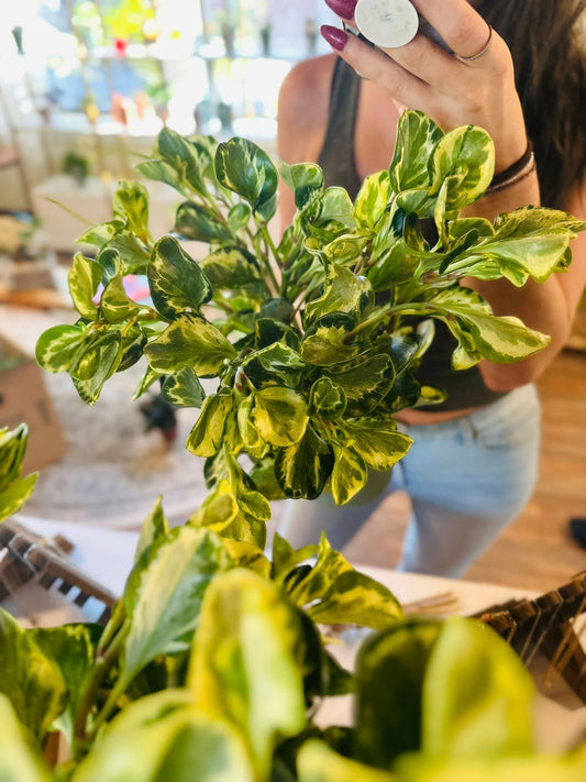 6" Peperomia Obtusifolia Marble