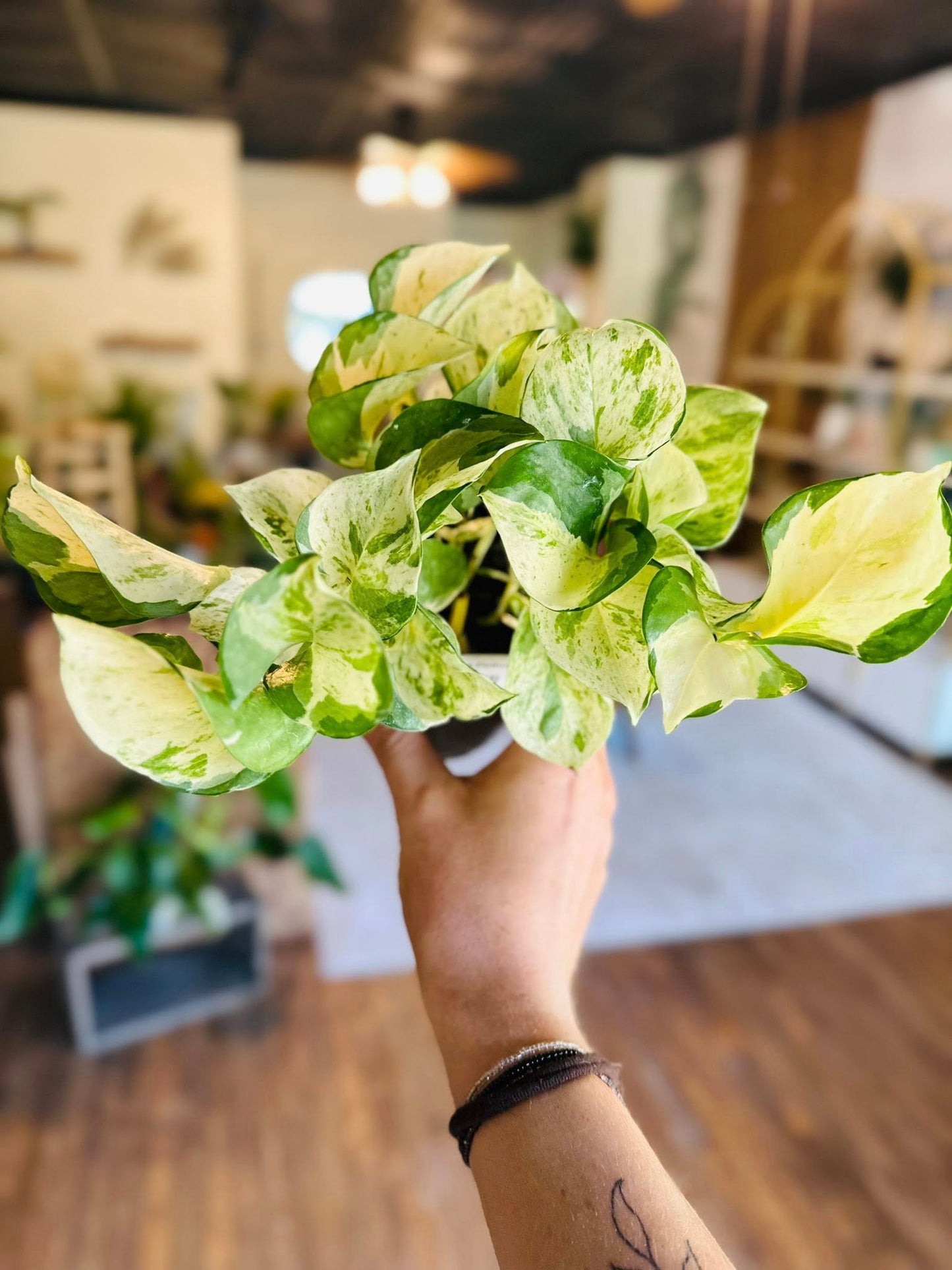 4" Manjula Pothos