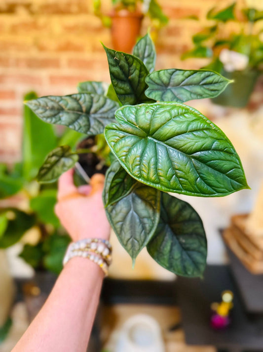 4" Alocasia Dragon Scale