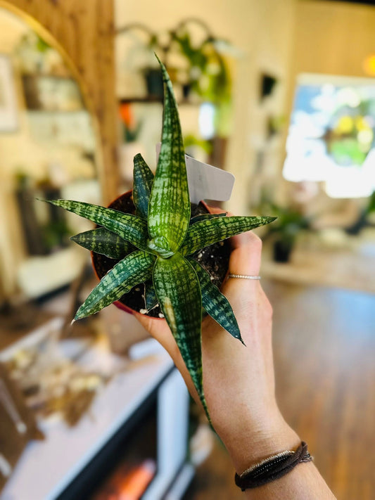4" Tiger Snake Plant