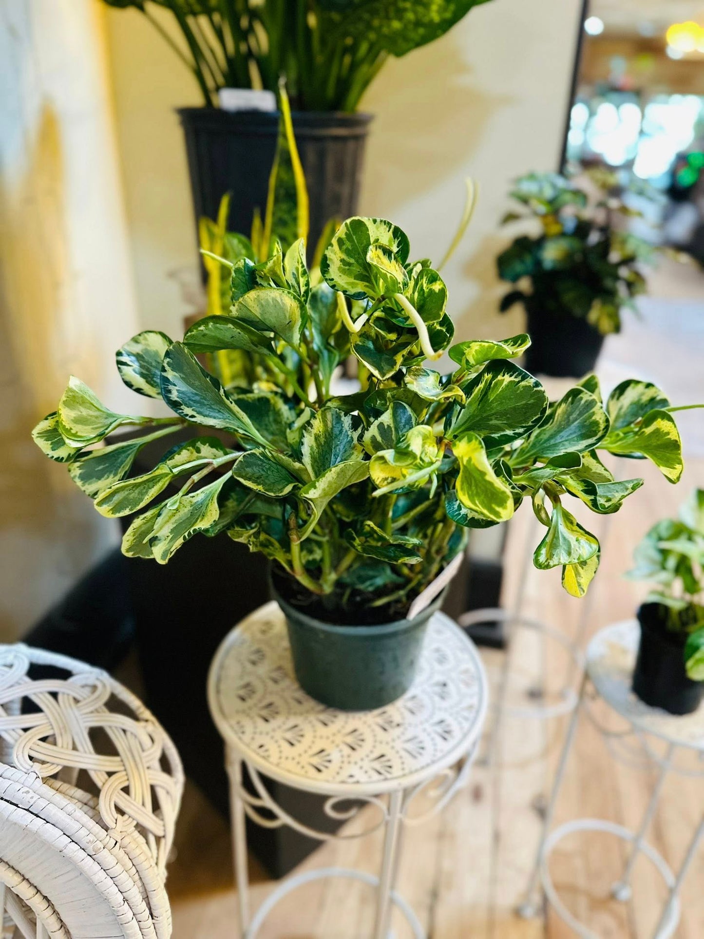 6" Peperomia Obtusifolia Marble