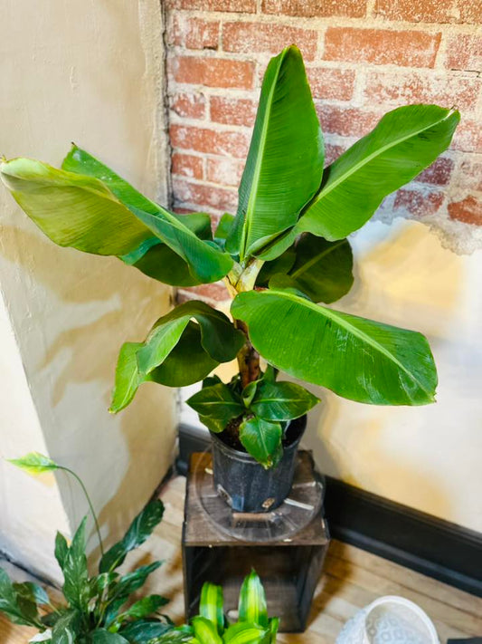 8" Banana Tropicana