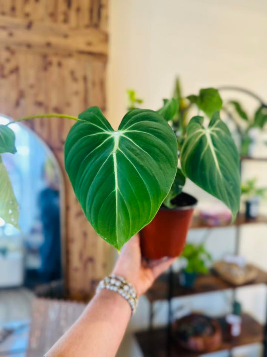 6" Philodendron Gloriosum