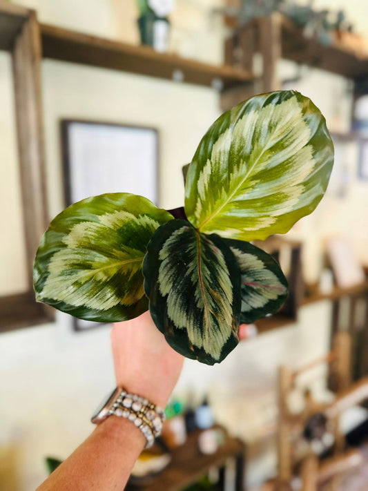 4" Calathea Mysty