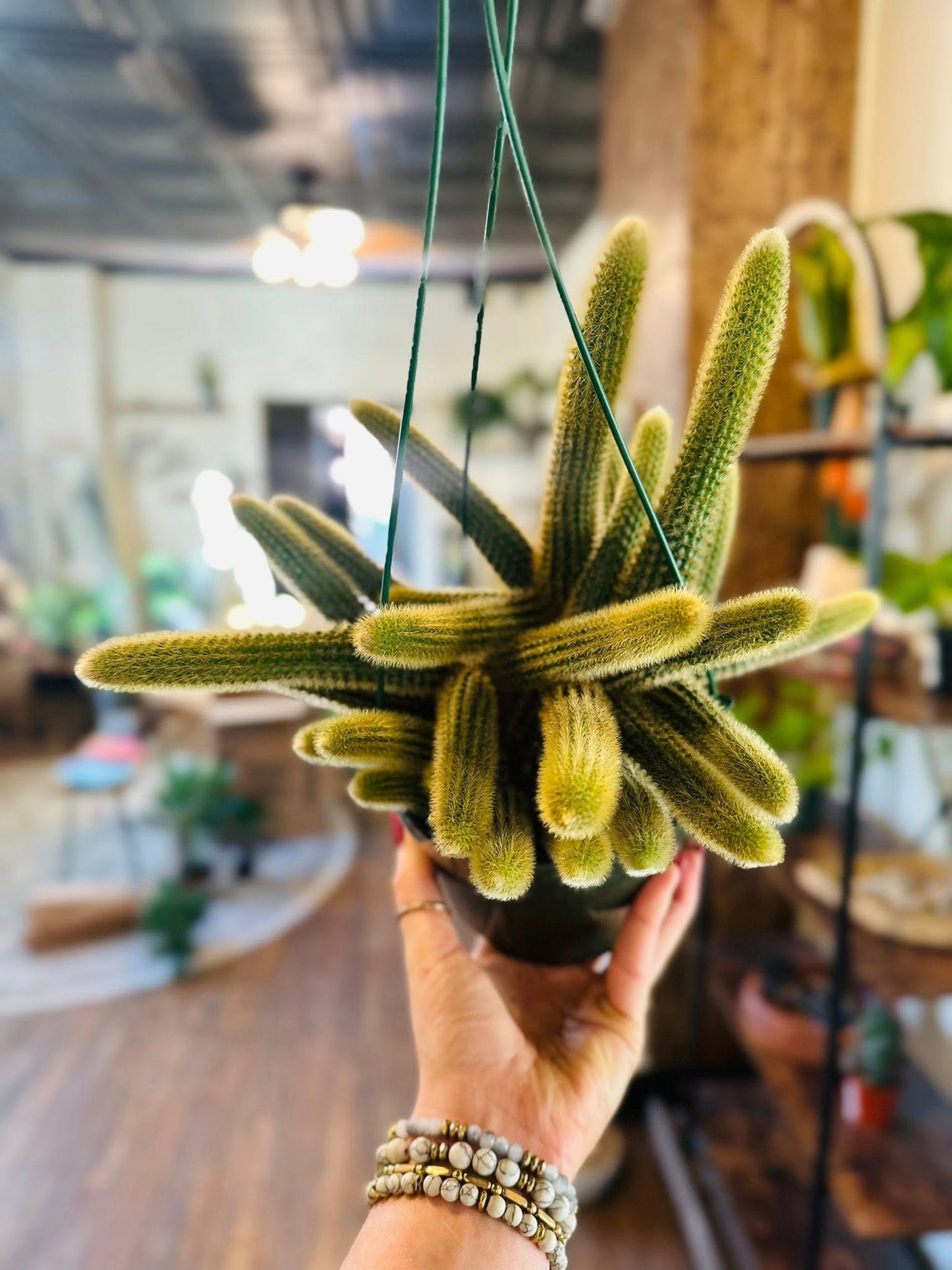 6" Golden Rattail Cactus Basket