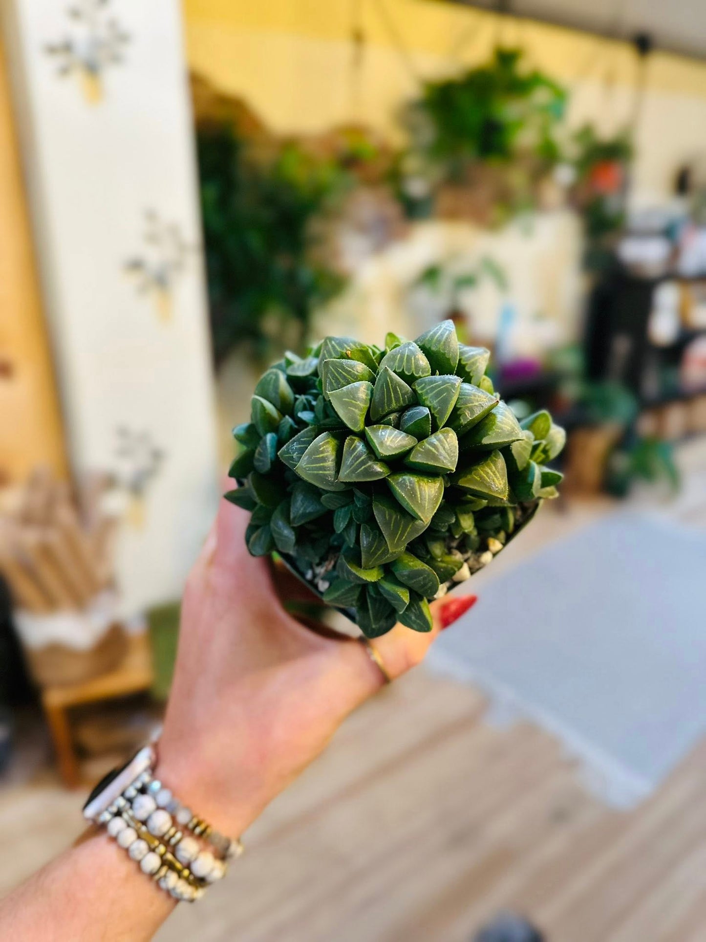 4" Haworthia Retusa