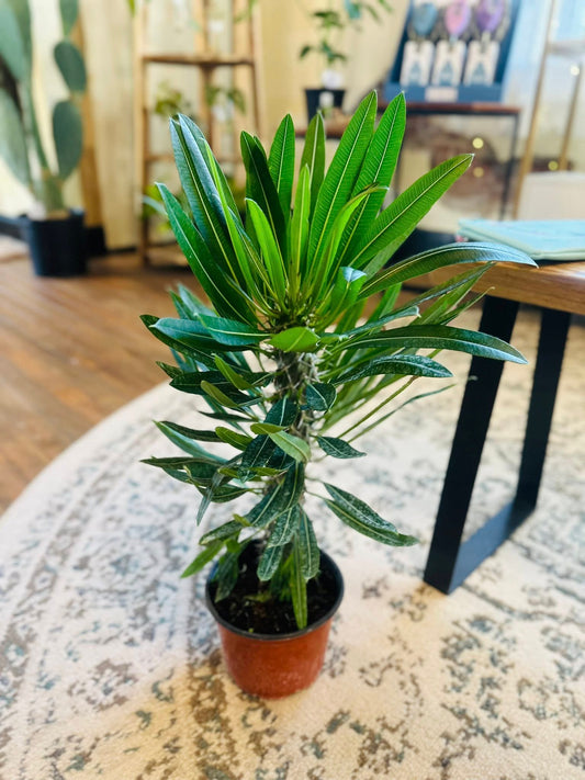 6" Madagascar Palm