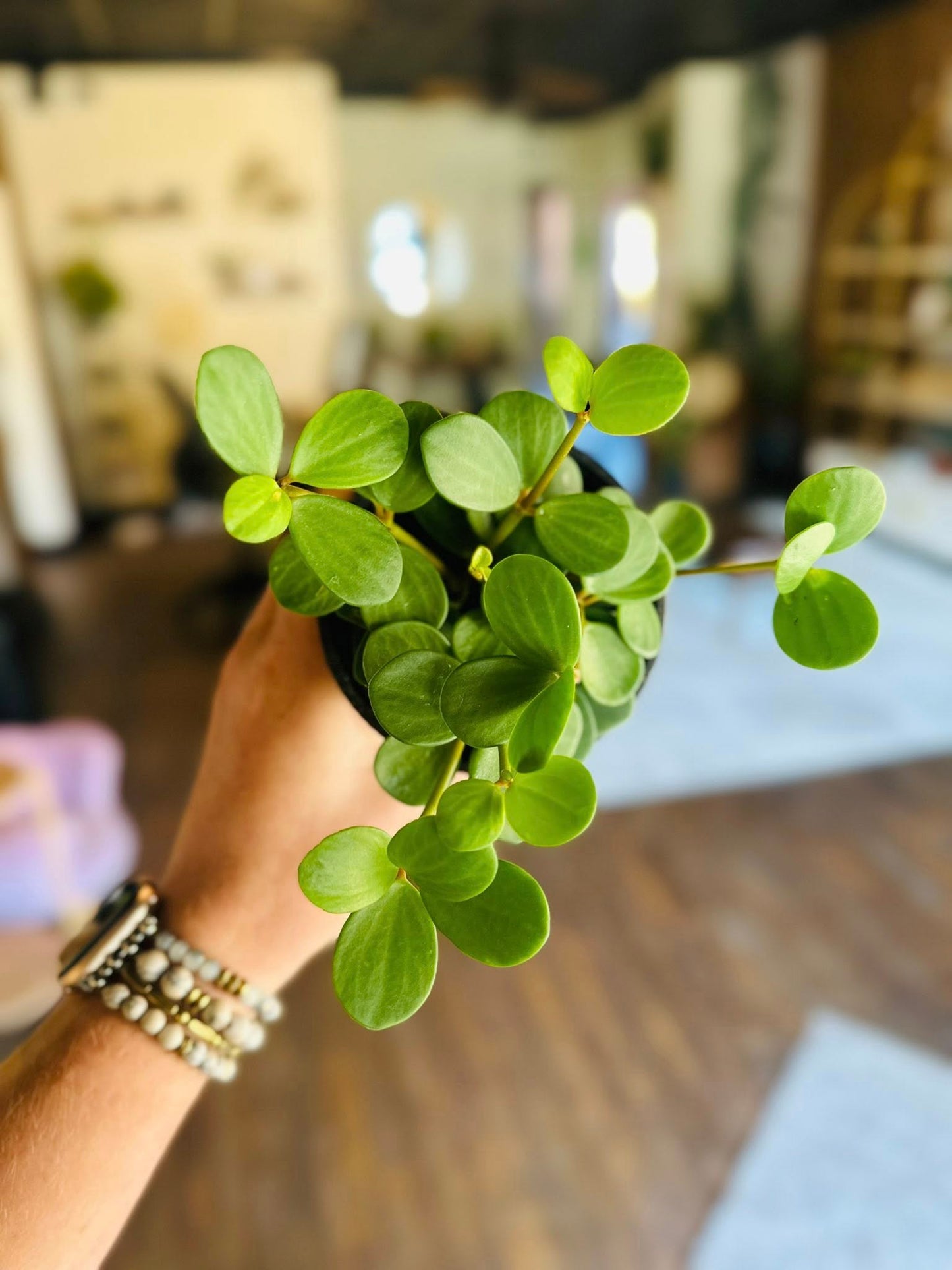 4" Peperomia Hope