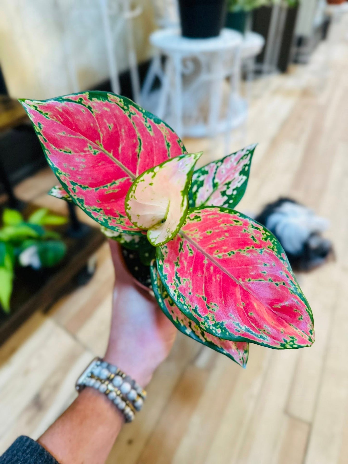 4" Aglaonema Red Valentine