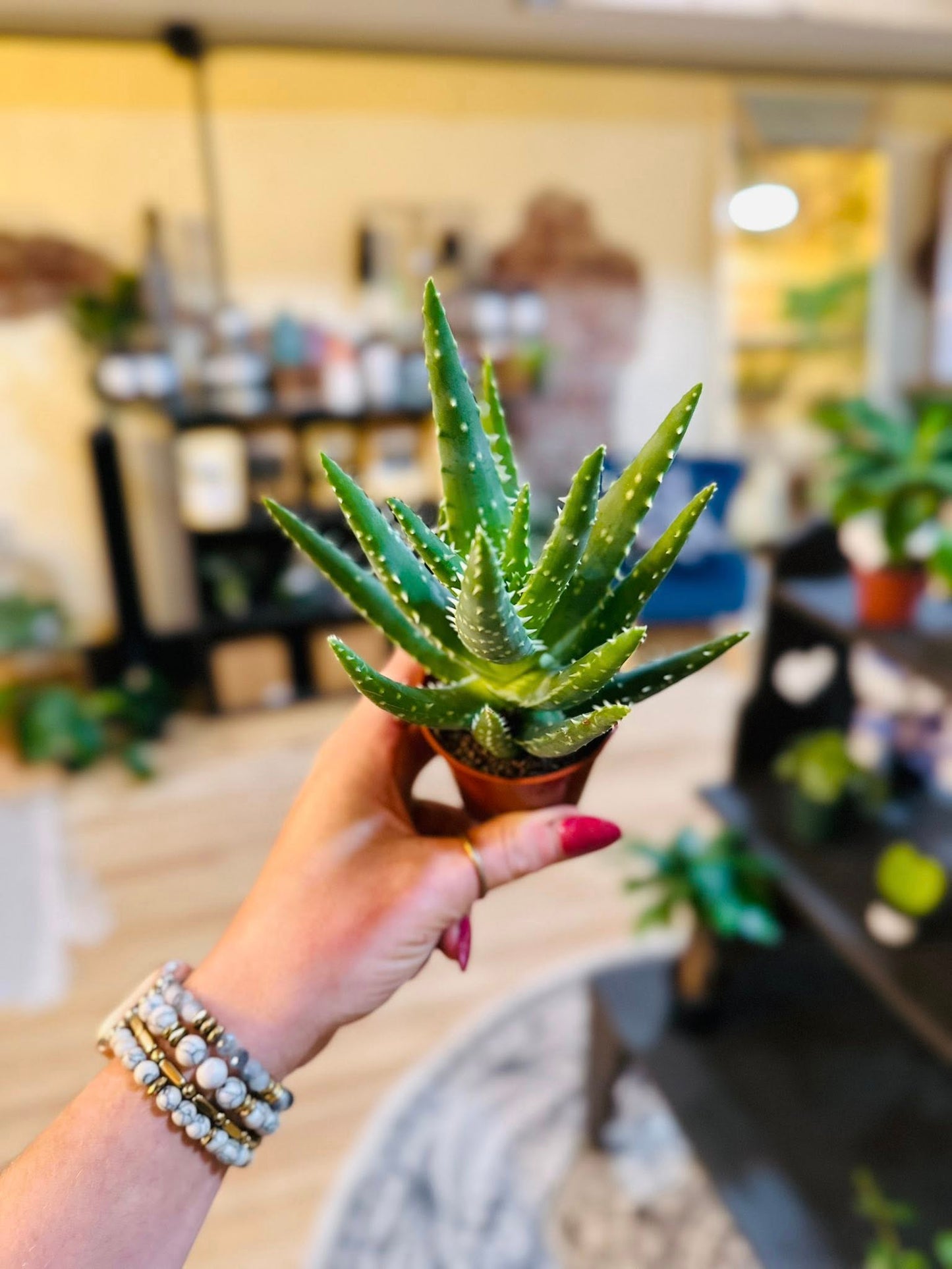 3.5" Aloe Asst