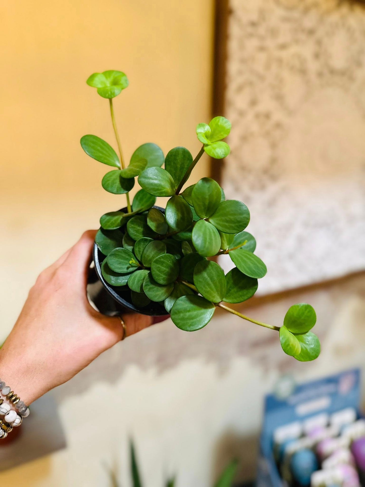 4" Peperomia Hope