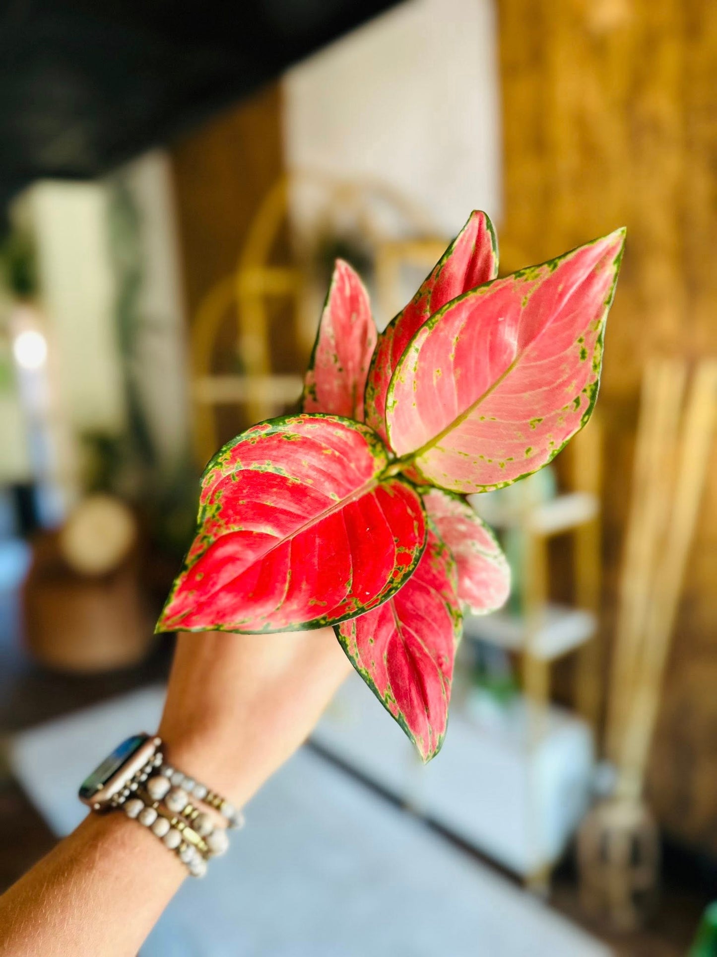 4" Aglaonema Red Valentine