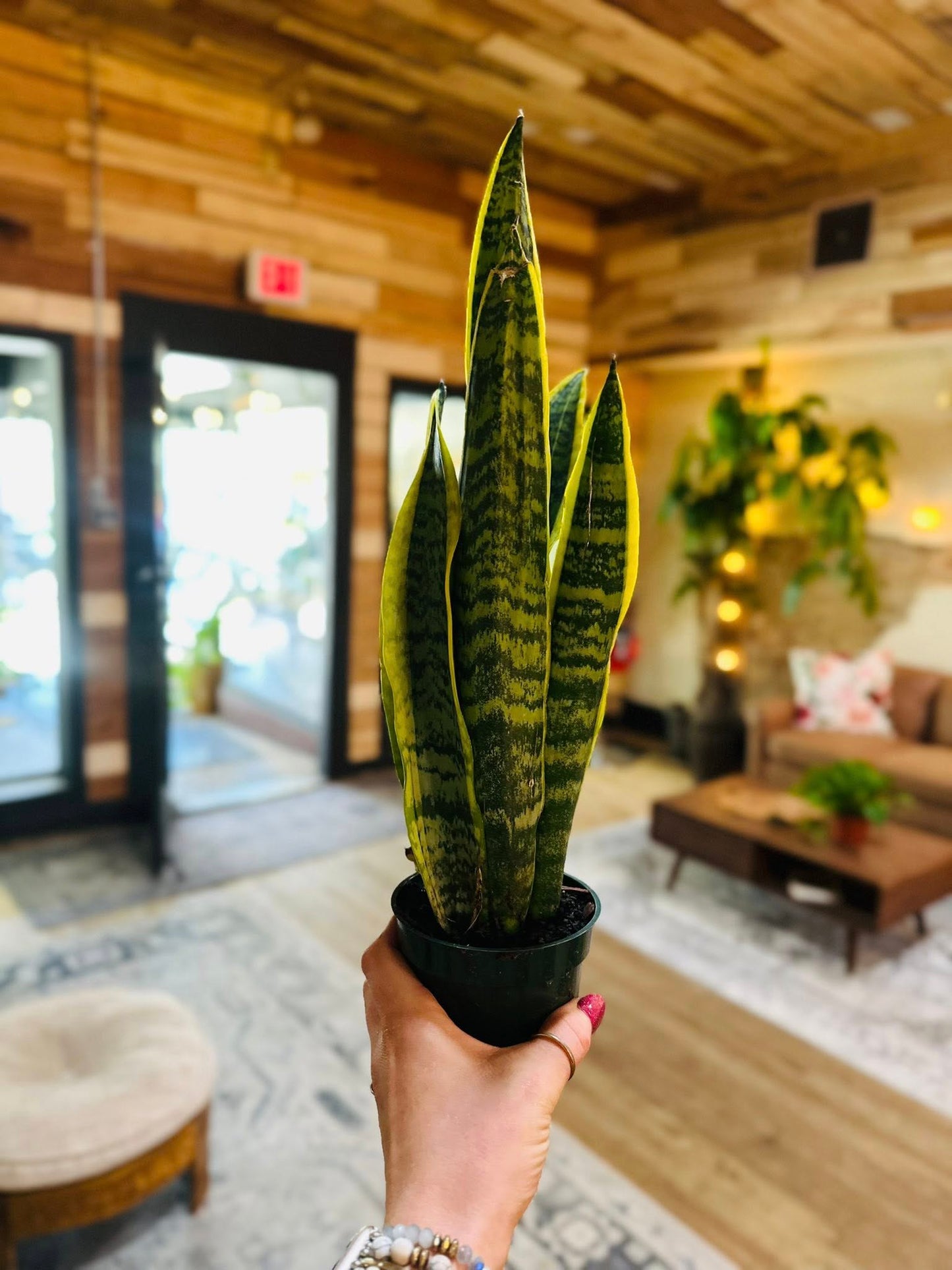4" Laurentii Snake Plant
