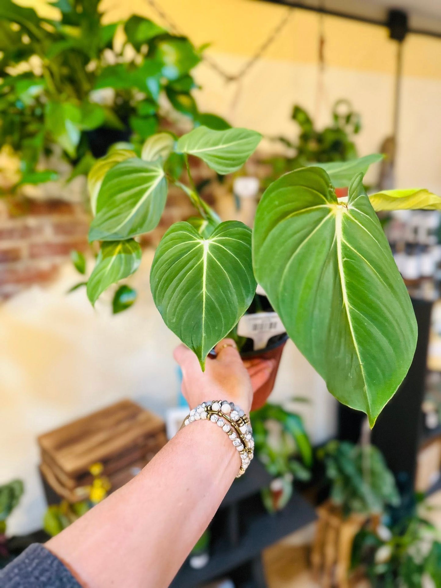 6" Philodendron Gloriosum