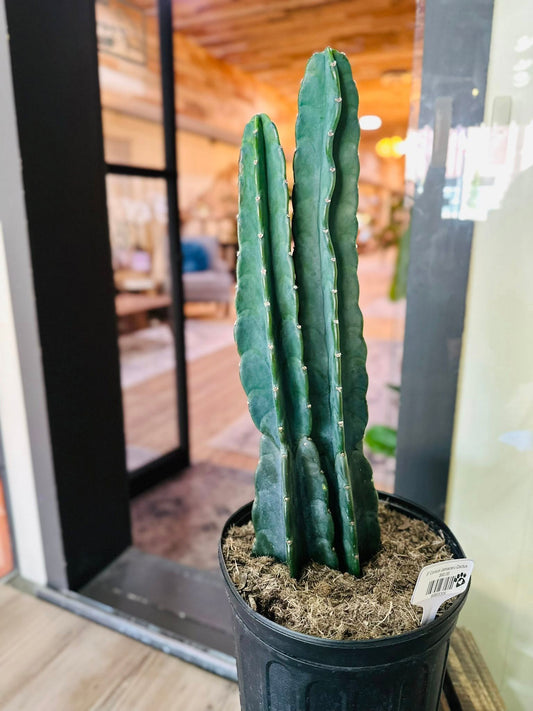 8" Cereus Jamacaru Cactus