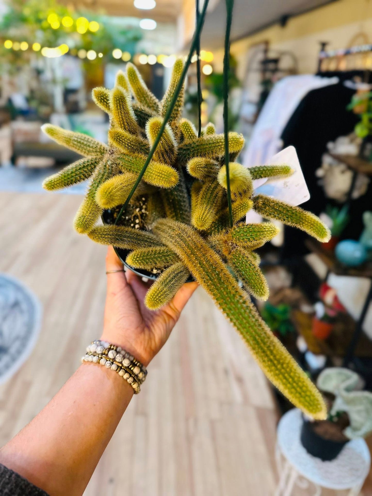 6" Golden Rattail Cactus Basket