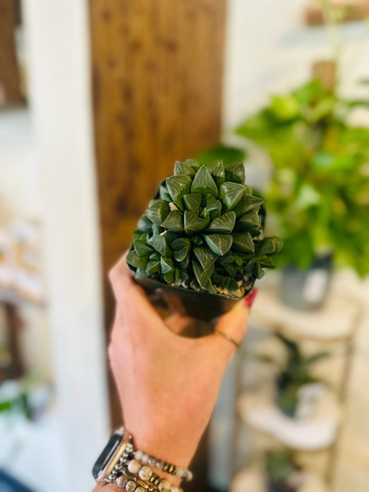 4" Haworthia Retusa