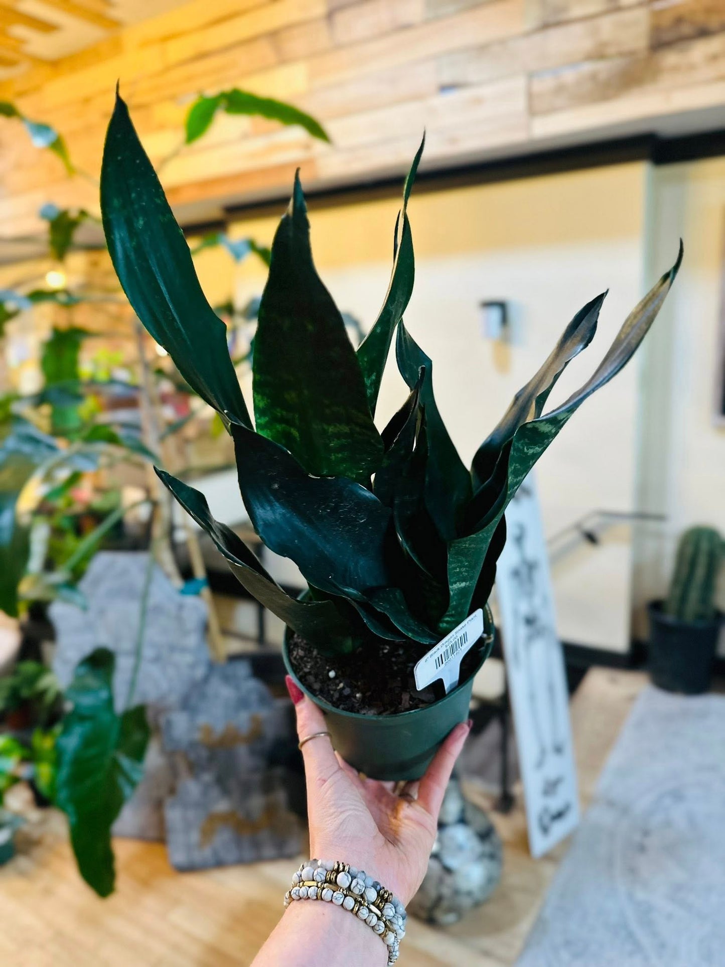6" Black Dragon Snake Plant