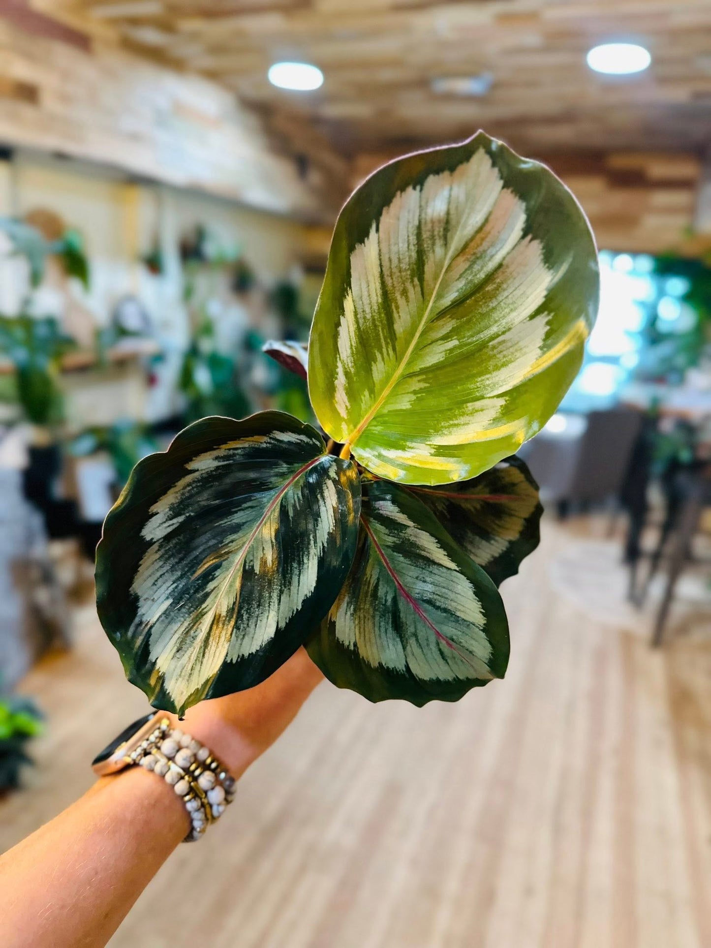 4" Calathea Mysty
