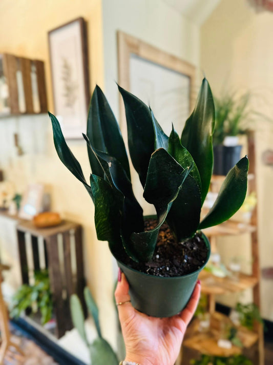 6" Black Dragon Snake Plant